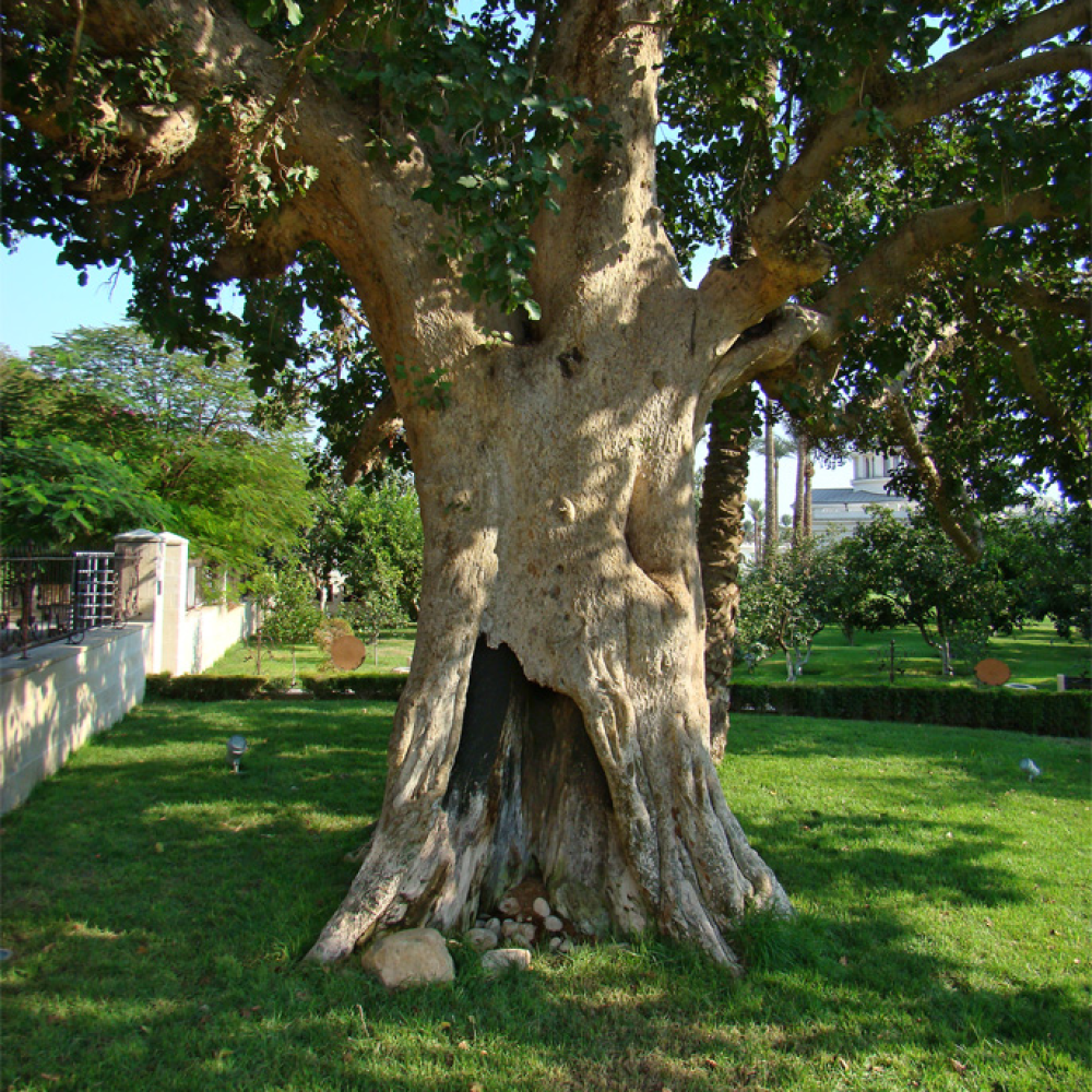 the Sycamore Tree of Zacchaeus